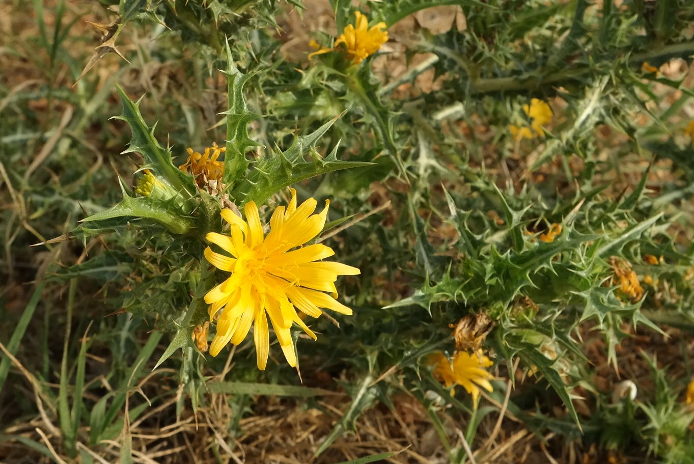 Image of Scolymus hispanicus specimen.