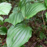 Cypripedium guttatum