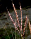 Bothriochloa ischaemum