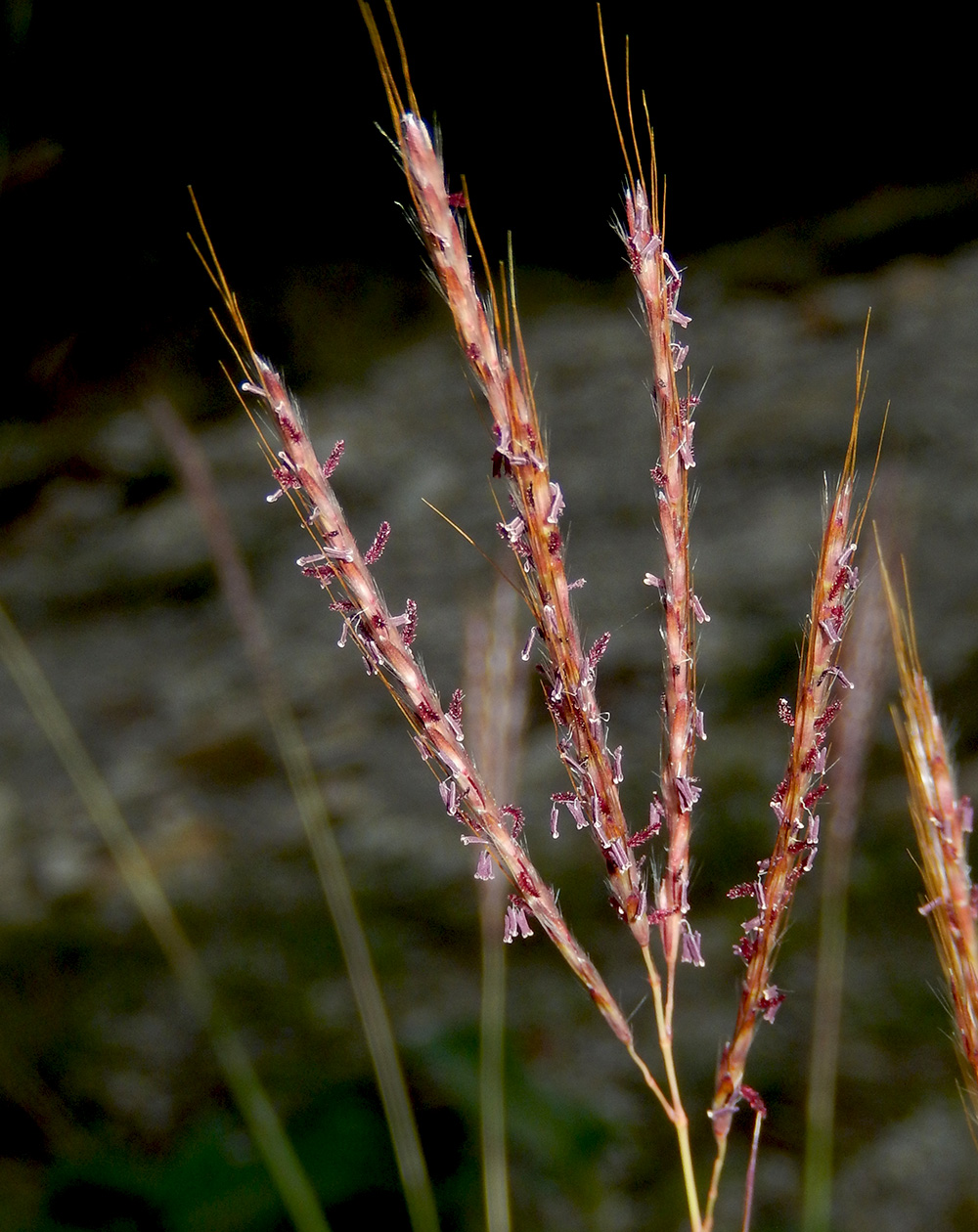 Изображение особи Bothriochloa ischaemum.