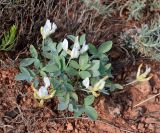 Astragalus subspecies tergeminus