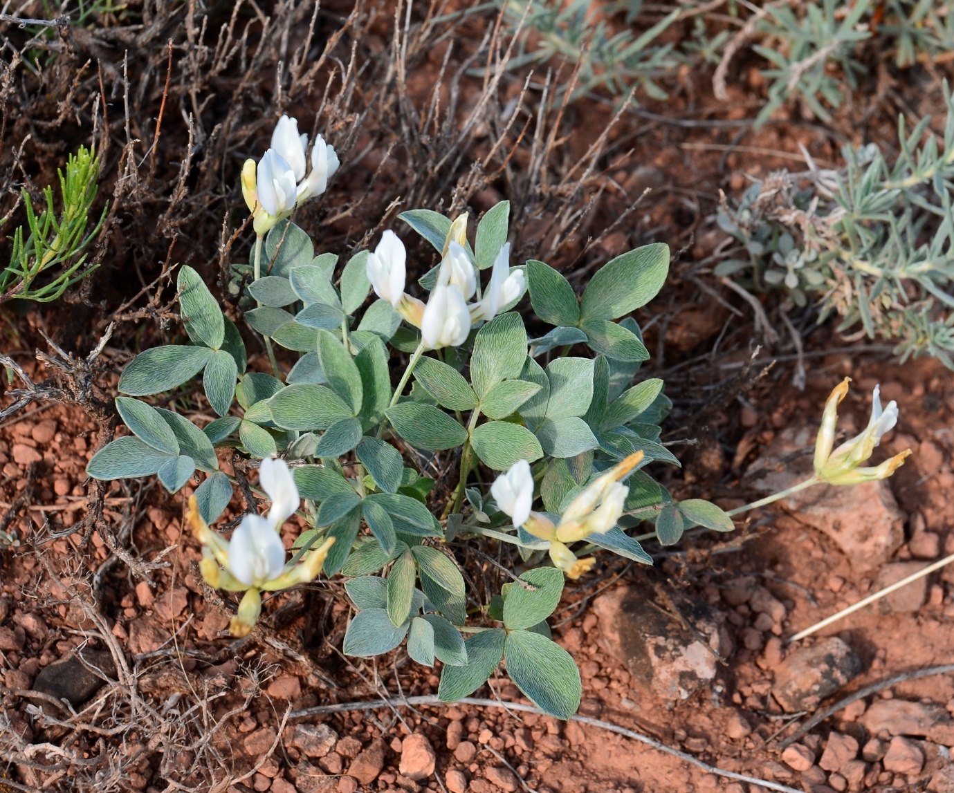 Изображение особи Astragalus helmii ssp. tergeminus.