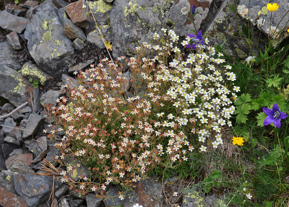 Изображение особи Saxifraga exarata.