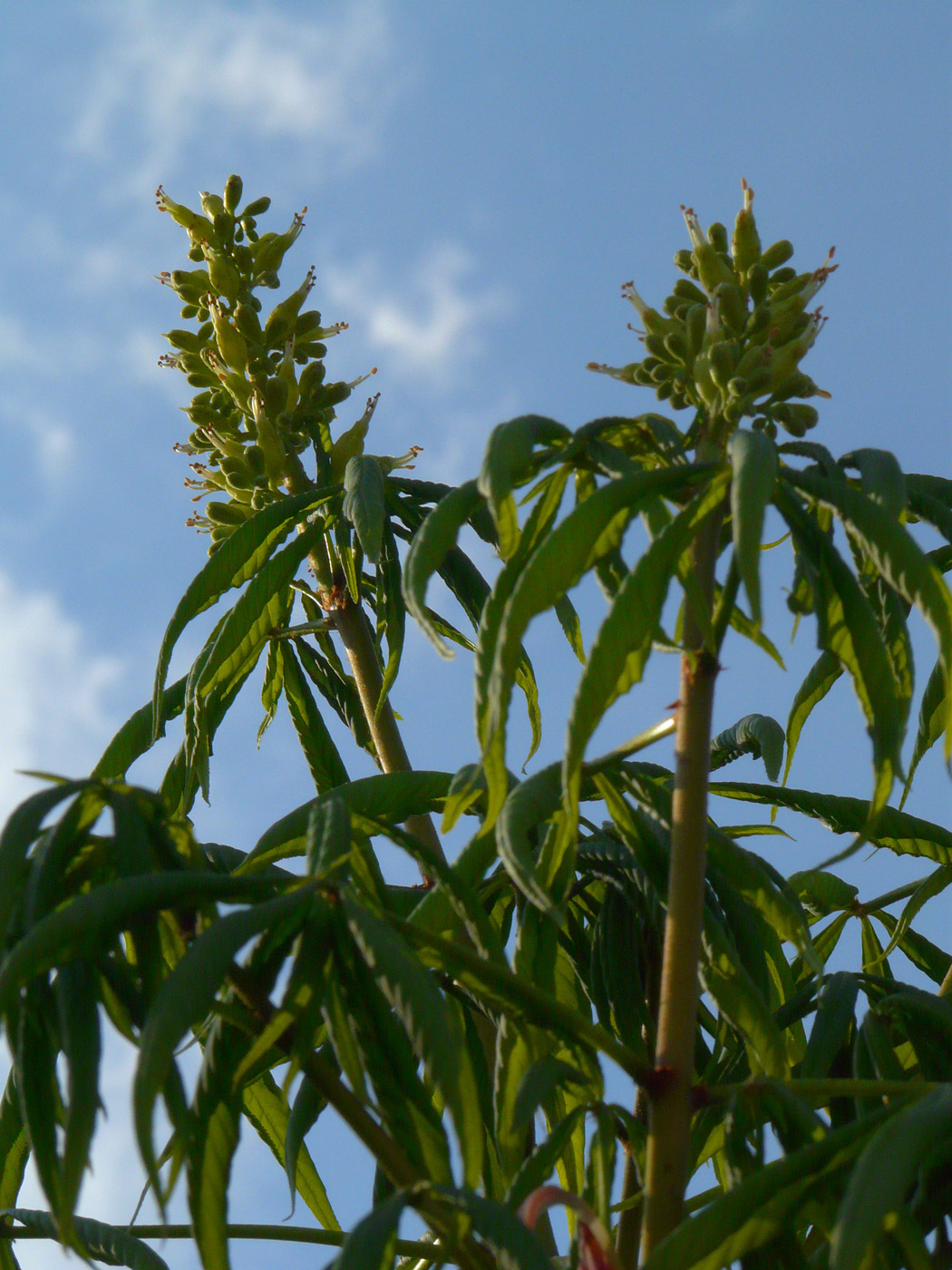 Изображение особи Aesculus glabra.