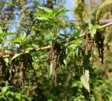 Urtica dioica. Часть ветви с вызревшими соплодиями и пазушными побегами. Восточный Казахстан, Уланский р-н, окр. с. Украинка. 02.09.2016.