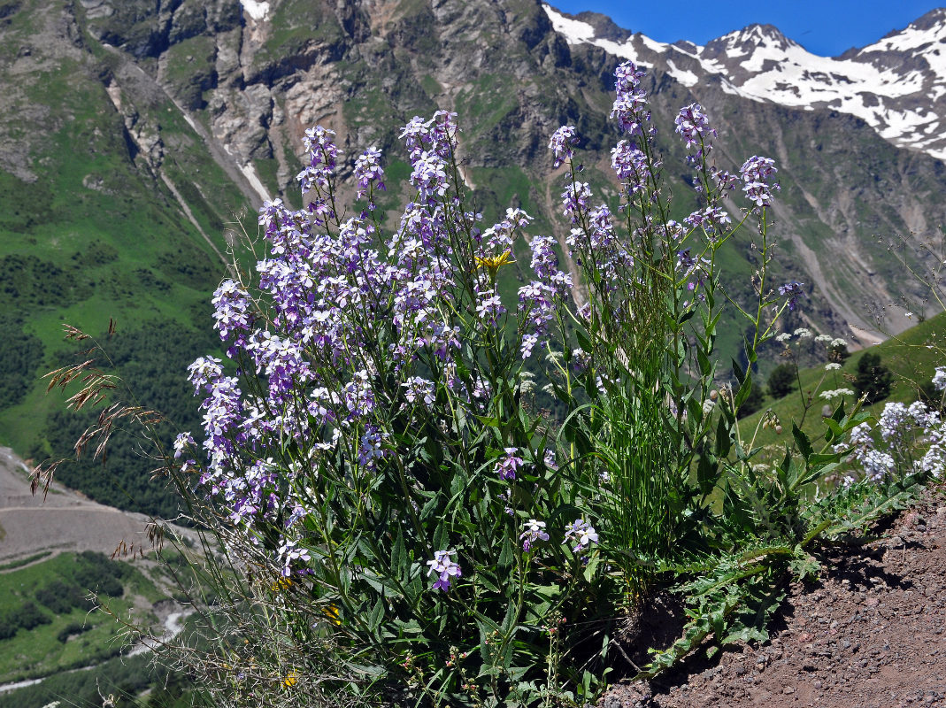 Изображение особи Hesperis voronovii.