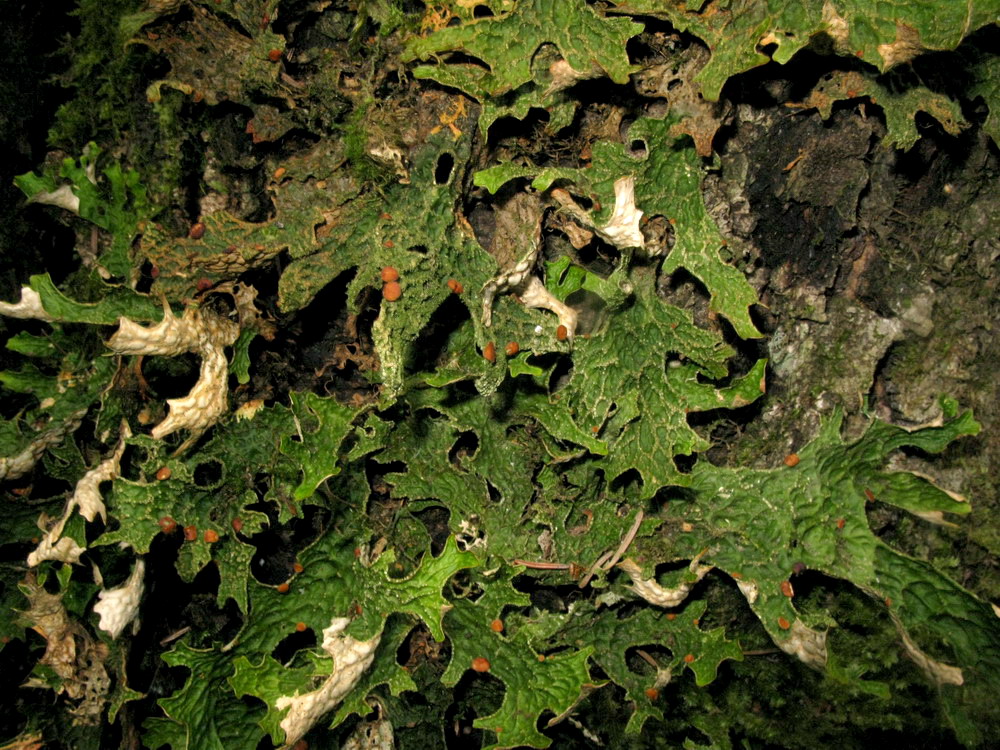 Изображение особи Lobaria pulmonaria.