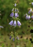 Adenophora triphylla. Соцветие. Сахалинская обл., Томаринский р-н, окр. г. Томари, открытая приморская терраса. 16.08.2016.