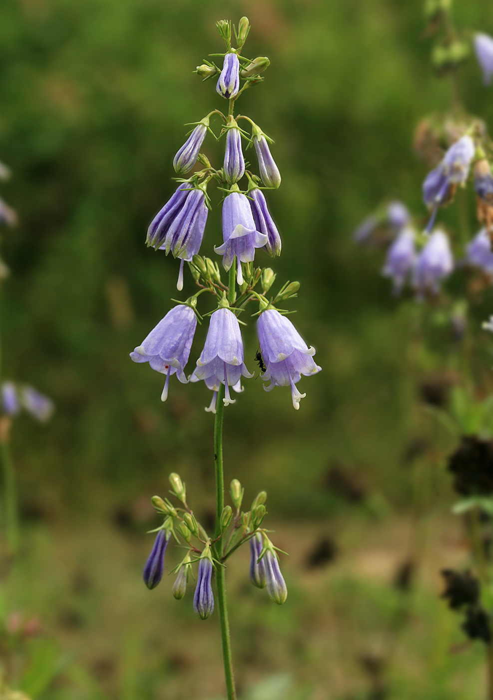 Изображение особи Adenophora triphylla.