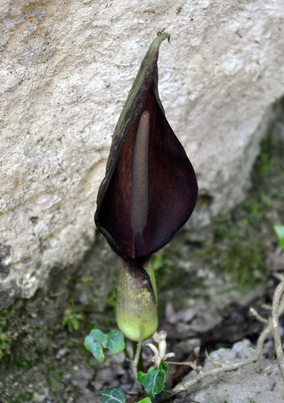 Image of Arum elongatum specimen.