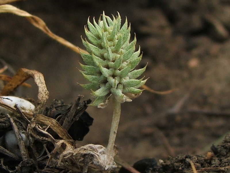 Image of Ceratocephala incurva specimen.