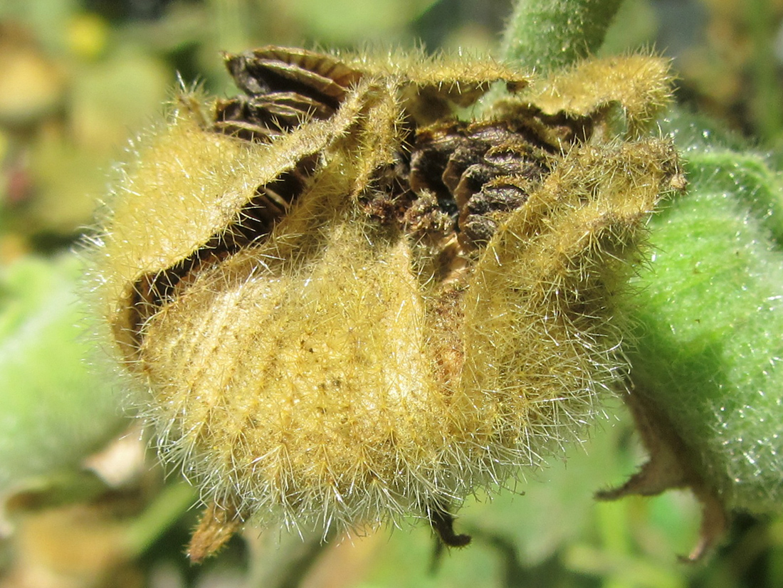 Image of Alcea rosea specimen.