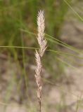 Festuca rupicola