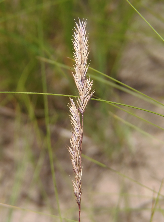 Image of Festuca rupicola specimen.