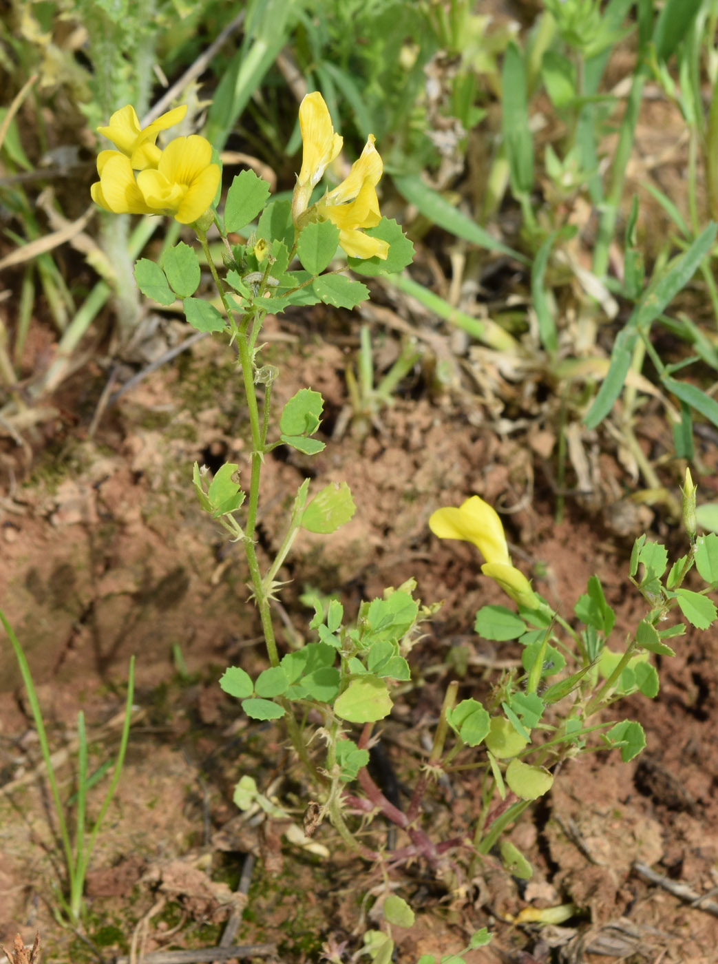 Изображение особи Trigonella grandiflora.