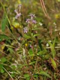 Gentianella acuta. Верхушка цветущего растения. Магаданская обл., Ольский р-н, Ольское шоссе, заброшенное поле около дороги. 23.08.2015.