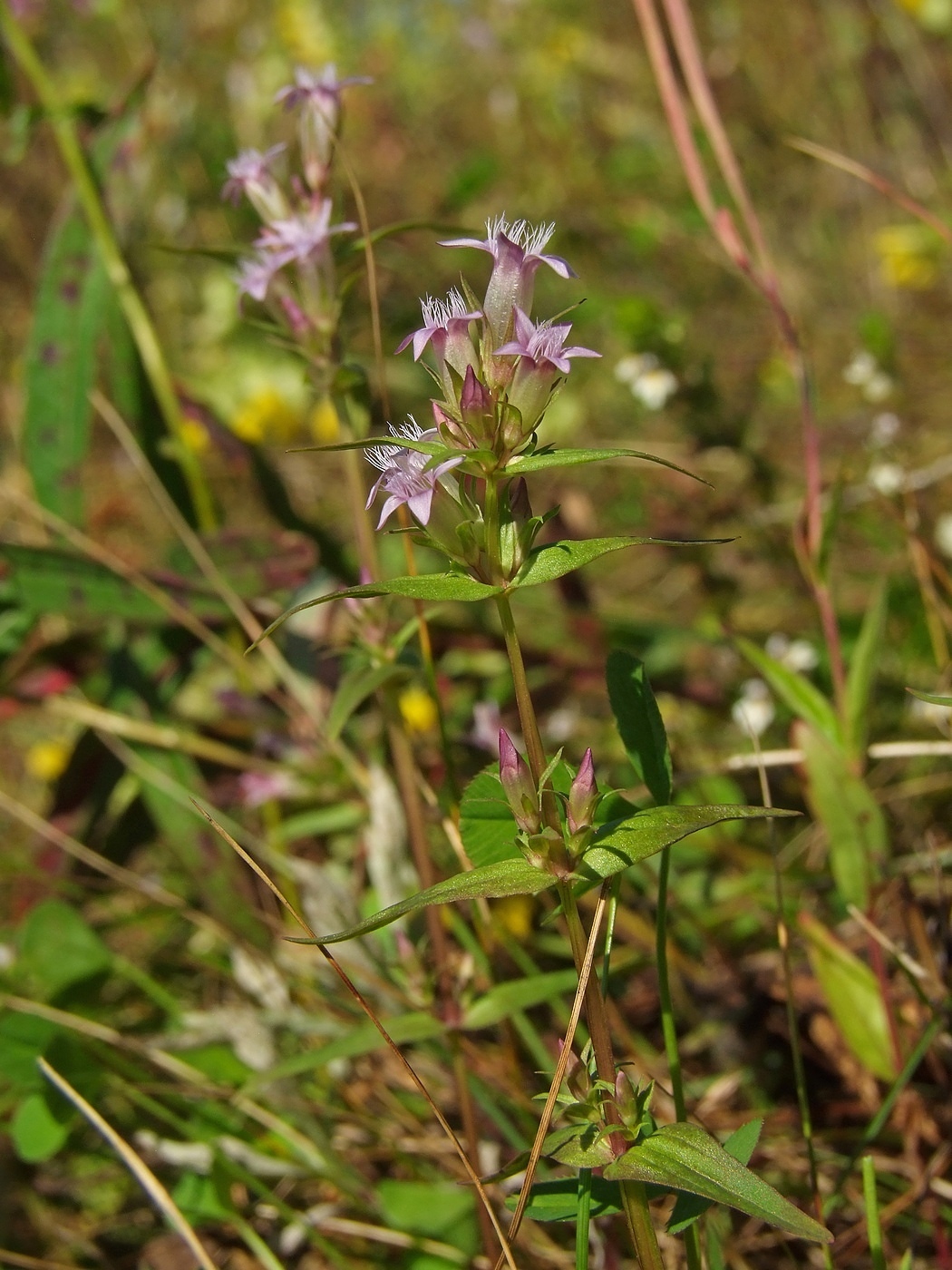 Изображение особи Gentianella acuta.