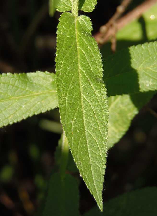 Изображение особи Stachys palustris.