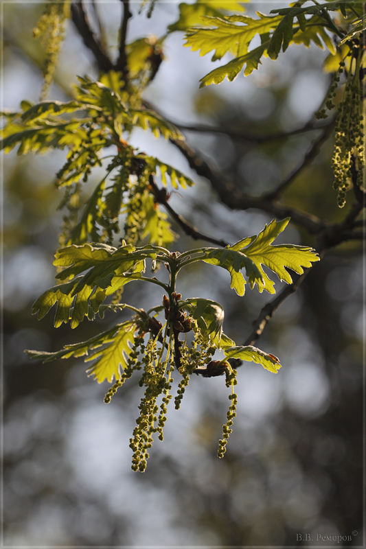 Изображение особи род Quercus.