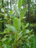 Salix phylicifolia. Верхушка молодой ветви. Ямало-Ненецкий АО, Надымский р-н, пос. Приозёрный, правый берег р. Левая Хетта, край сфагнового болота в сыром хвойно-мелколиственном лесу. 14 июля 2016 г.