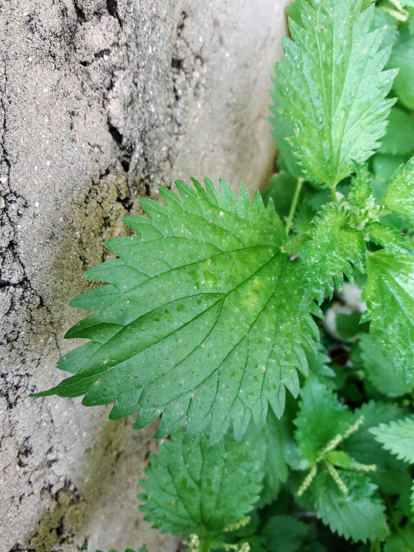 Image of Urtica membranacea specimen.