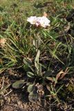 Noccaea macrantha. Цветущее растение. Крым, Севастополь, окр. м. Фиолент. 1 апреля 2010 г.