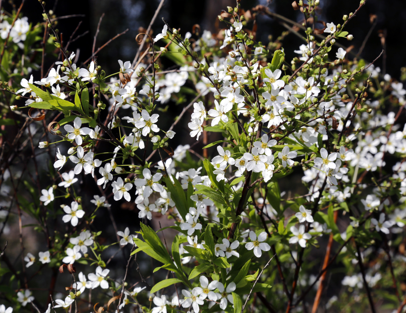 Image of Spiraea × arguta specimen.