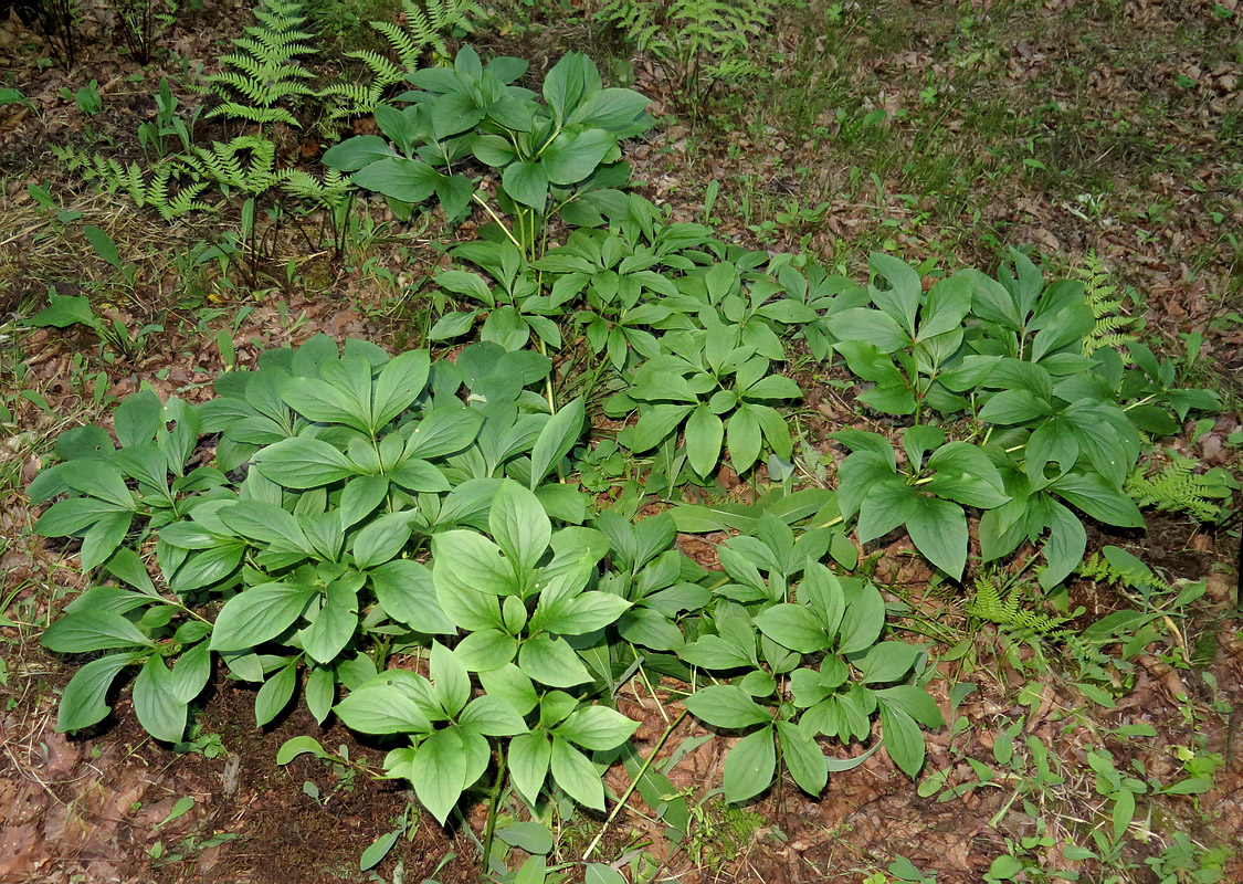 Image of Paeonia oreogeton specimen.