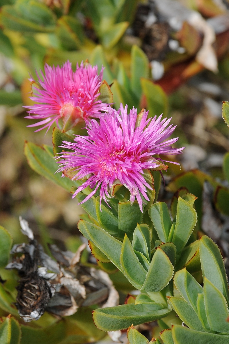 Image of Erepsia lacera specimen.