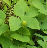 Jeffersonia diphylla