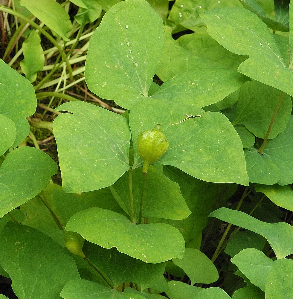 Изображение особи Jeffersonia diphylla.