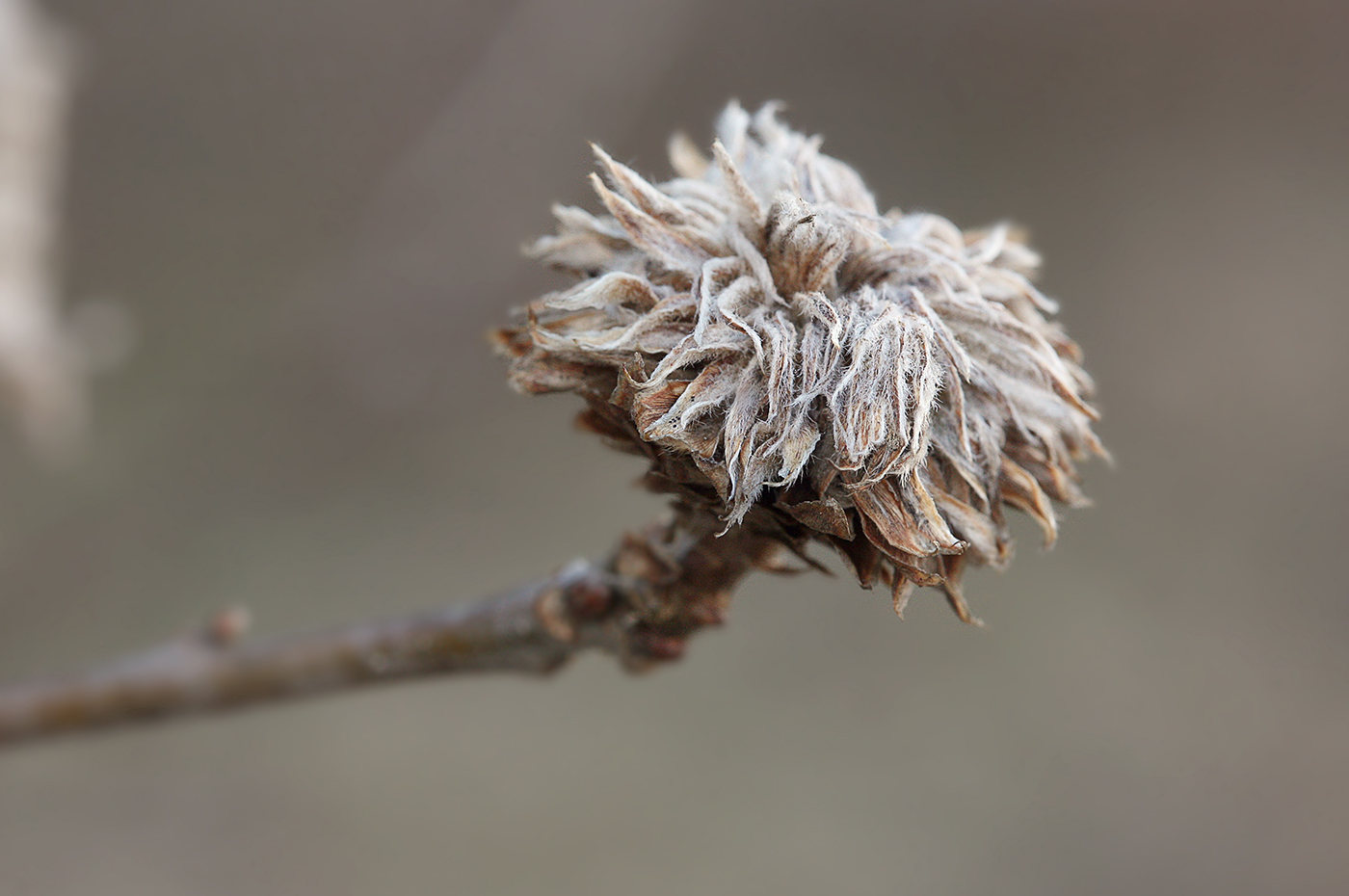 Изображение особи Quercus robur.