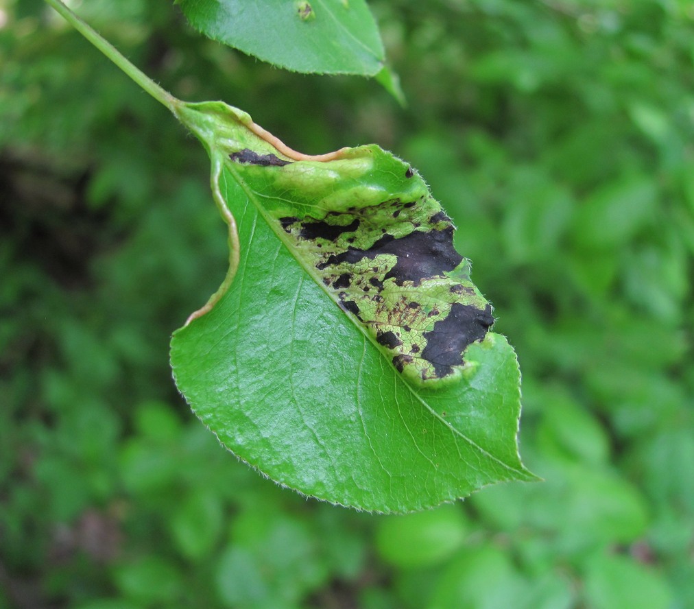 Image of Pyrus caucasica specimen.