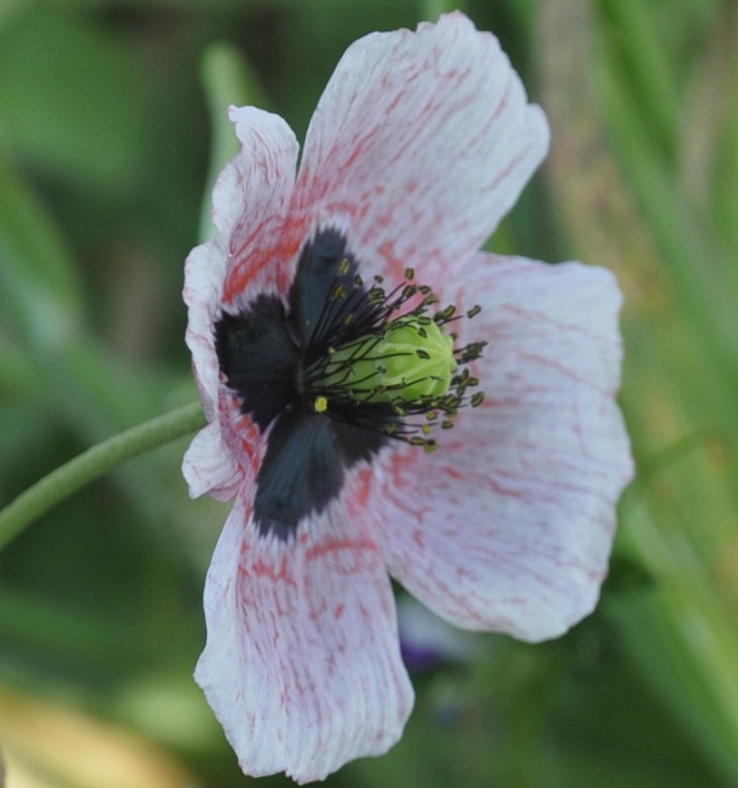 Изображение особи Papaver lecoqii.