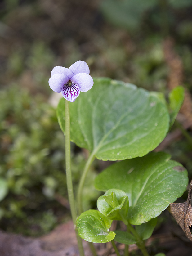 Image of Viola palustris specimen.