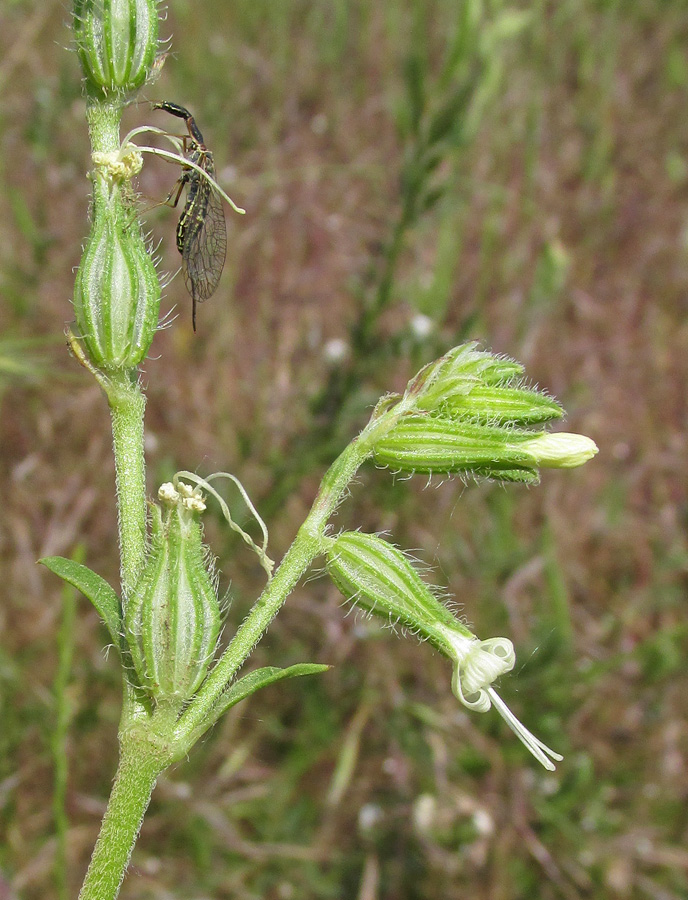 Изображение особи Silene dichotoma.