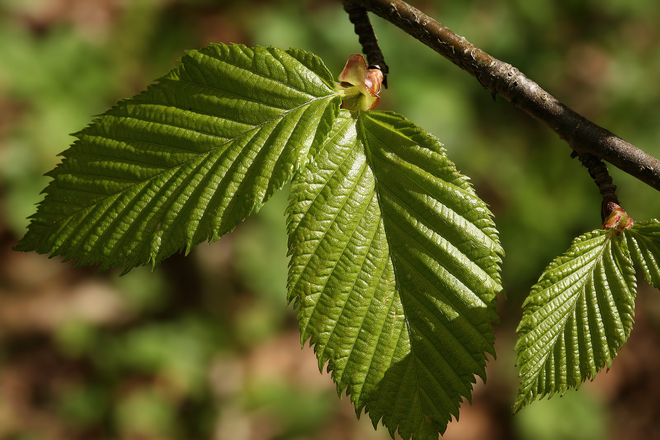 Изображение особи Betula alleghaniensis.