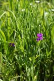 Lathyrus quinquenervius