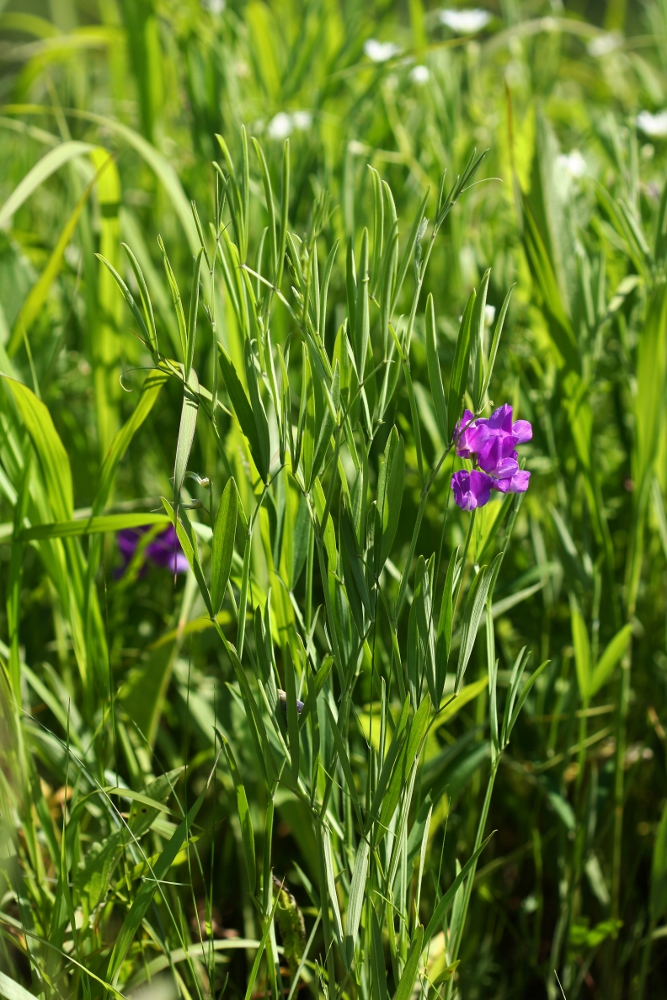 Image of Lathyrus quinquenervius specimen.
