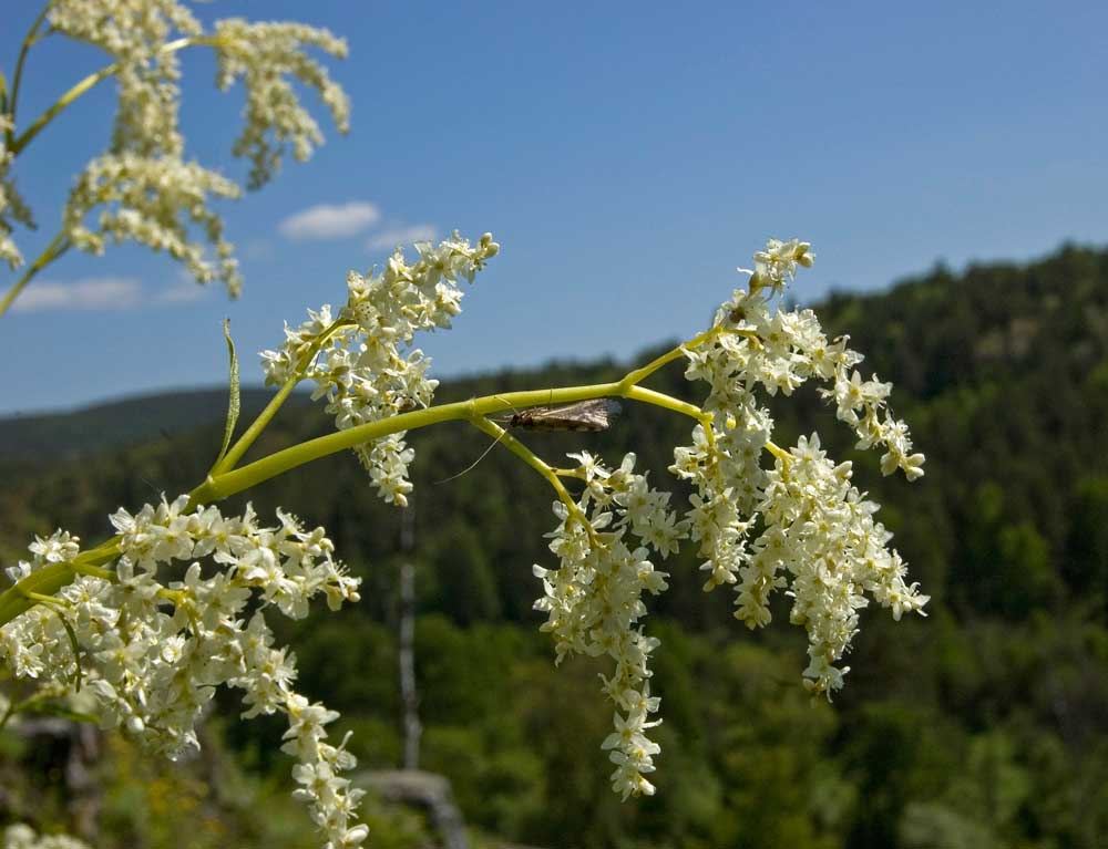 Изображение особи Aconogonon alpinum.