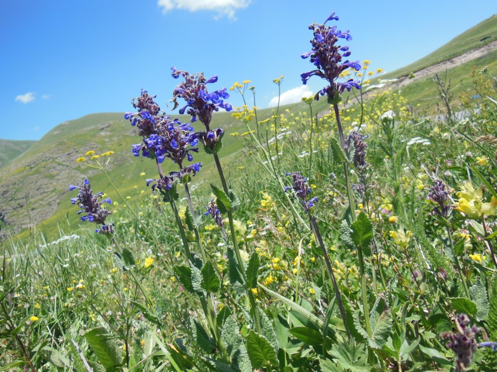 Изображение особи Nepeta strictifolia.