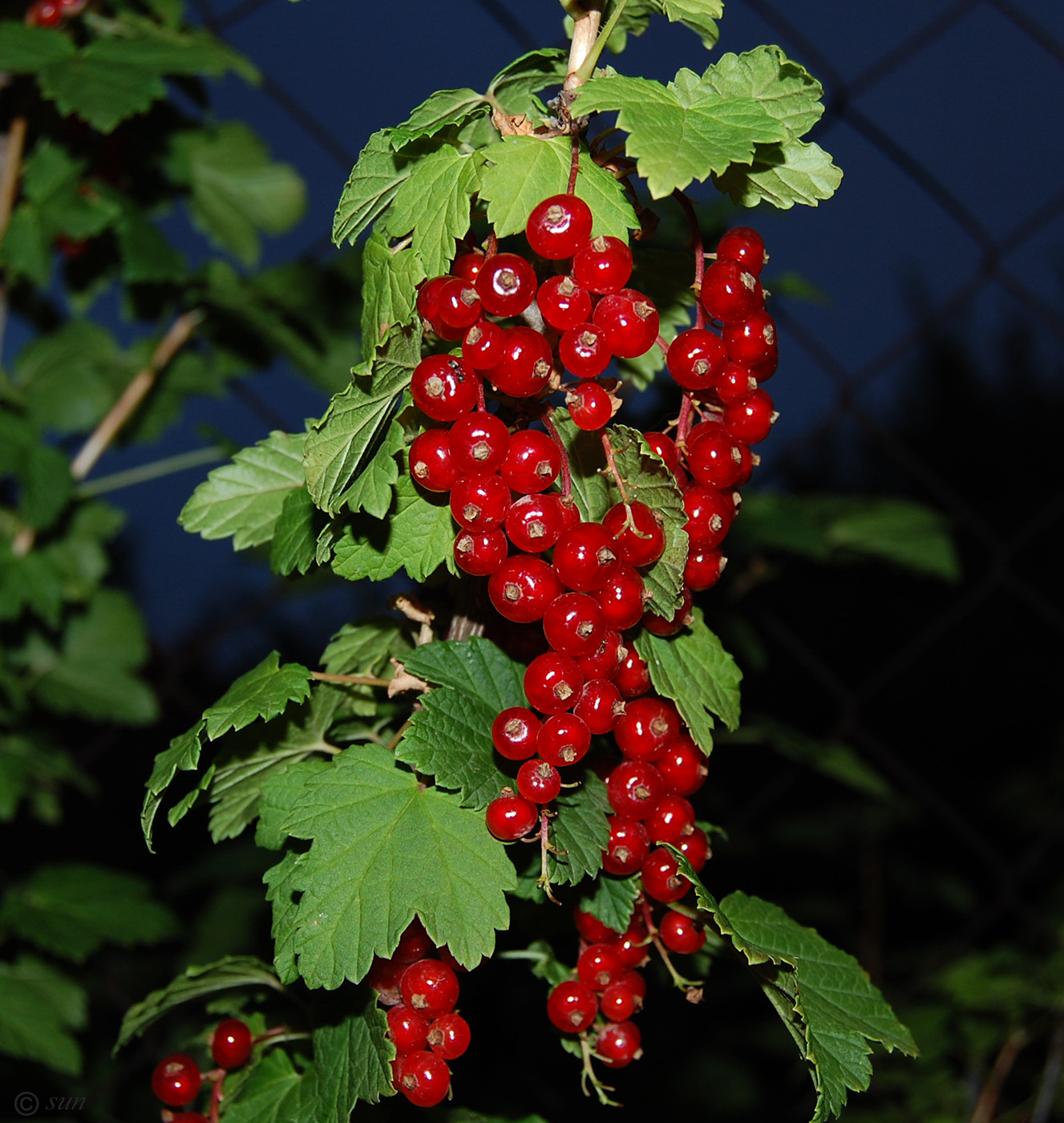 Изображение особи Ribes rubrum.