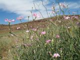 Convolvulus subhirsutus