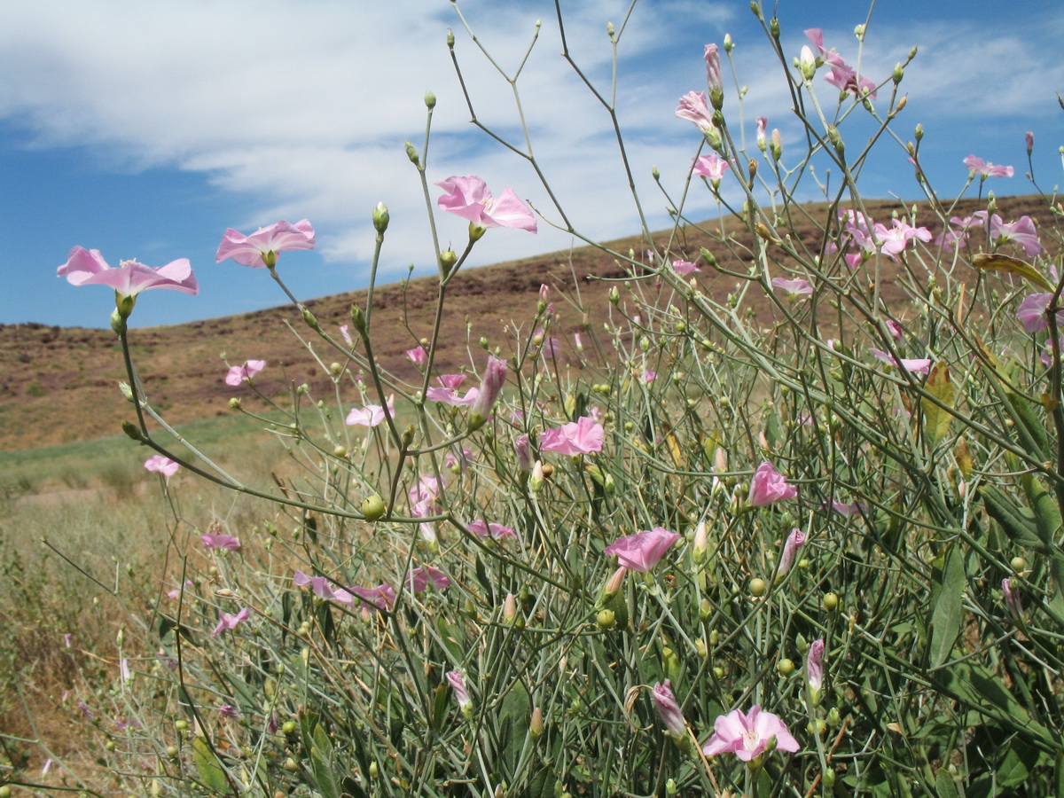 Изображение особи Convolvulus subhirsutus.