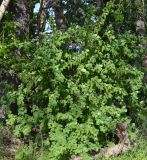 Berberis vulgaris