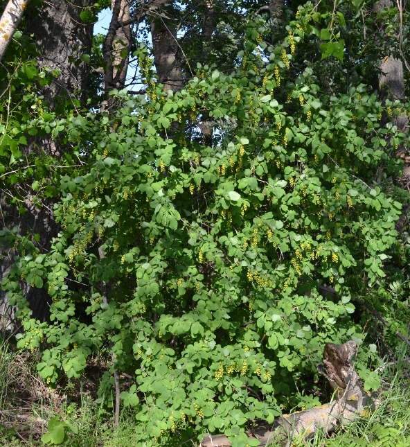 Image of Berberis vulgaris specimen.