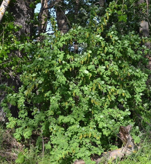 Image of Berberis vulgaris specimen.