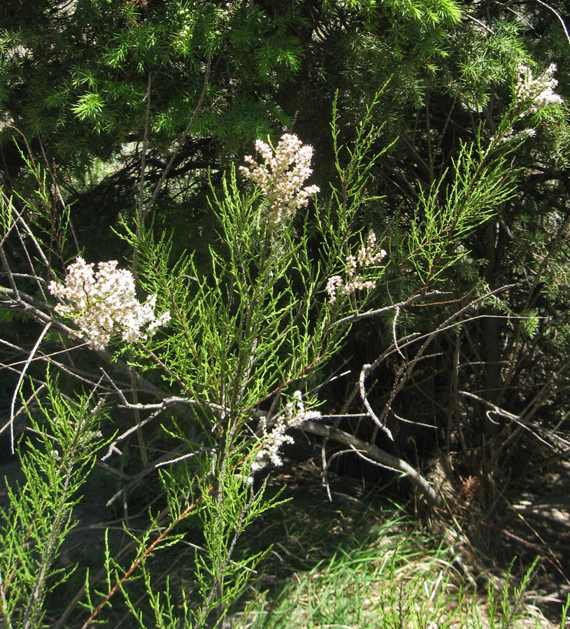 Image of Tamarix tetrandra specimen.