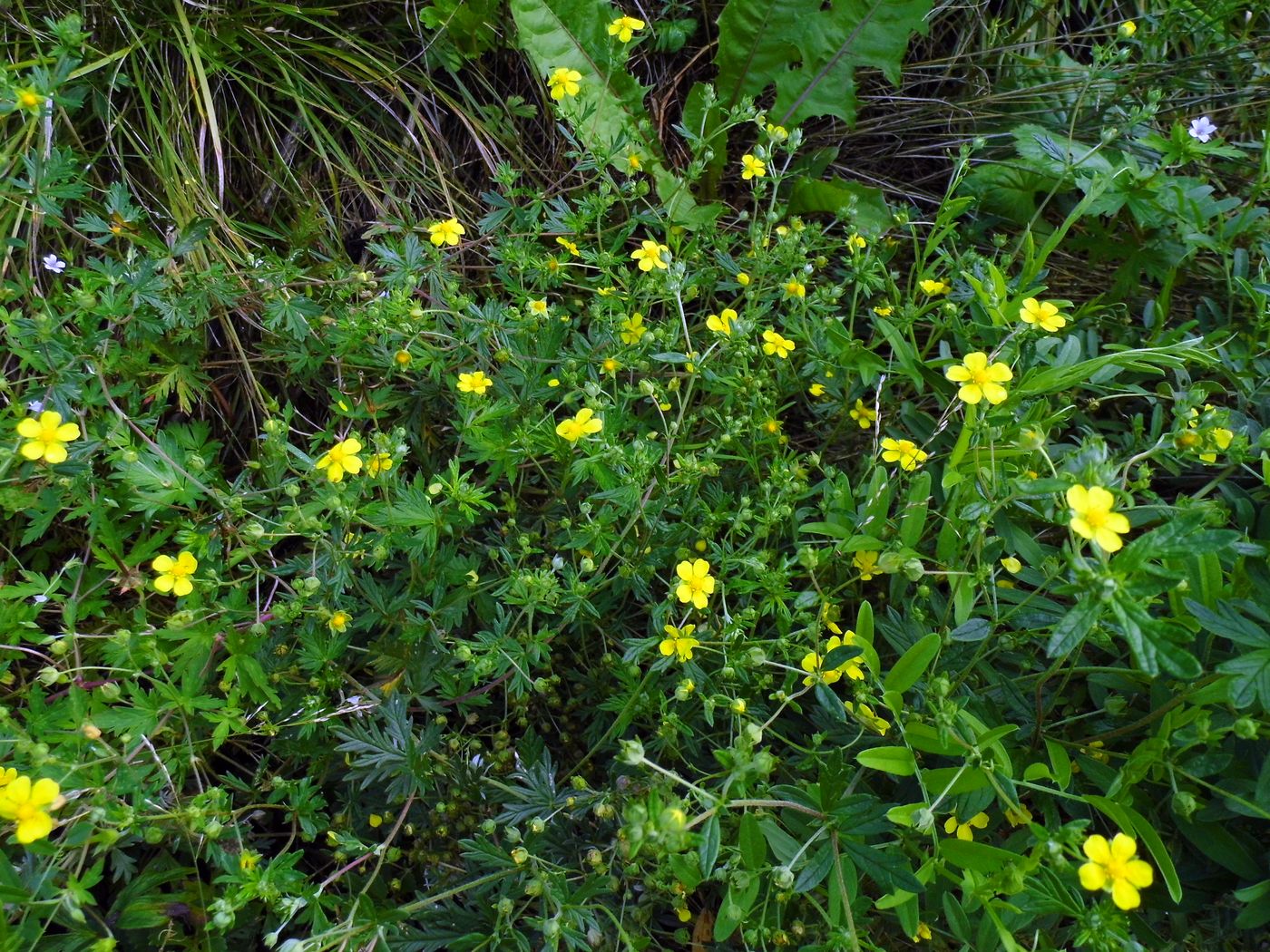 Изображение особи Potentilla argentea.