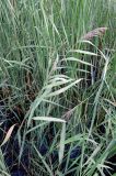 Phragmites australis. Расцветающее растение в окружении Typha angustifolia на мелководье Ижевского пруда. Удмуртия, г. Ижевск, Октябрьский р-н, Ижевский пруд. 14.08.2017.